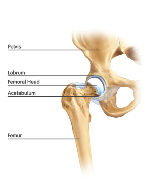 Figure_1._Basic_anatomy_of_the_hip_joint