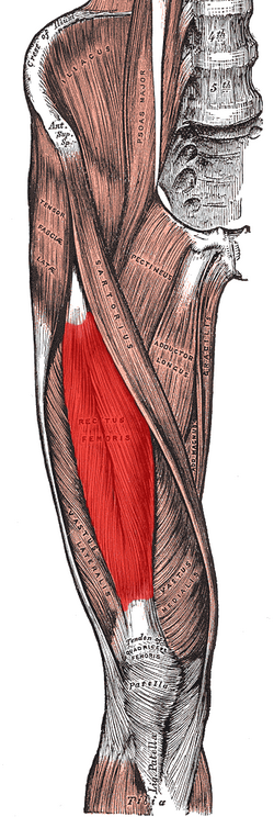 Rectus_femoris