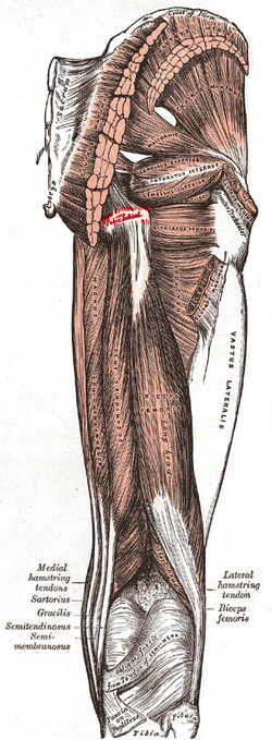 Tuberosity_of_the_ischium