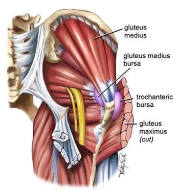hip-muscles